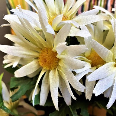 daisies1